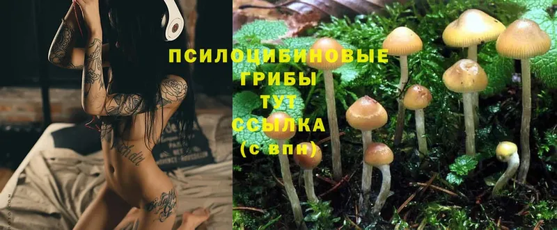 Галлюциногенные грибы Cubensis  где купить наркоту  МЕГА tor  Духовщина 